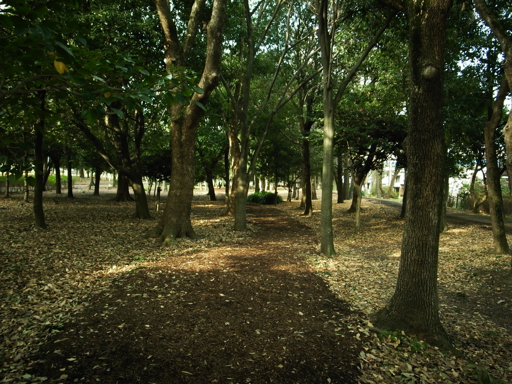 緑地公園の林道