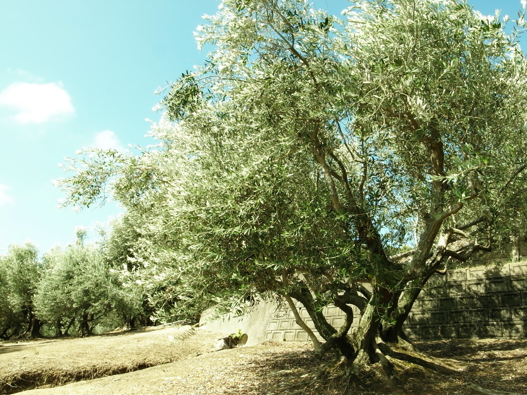 オリーブの木